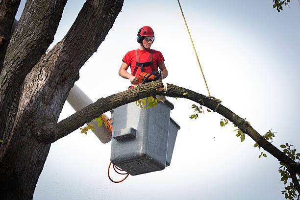 Why Choose Our Tree Removal Services in Oakton, VA?